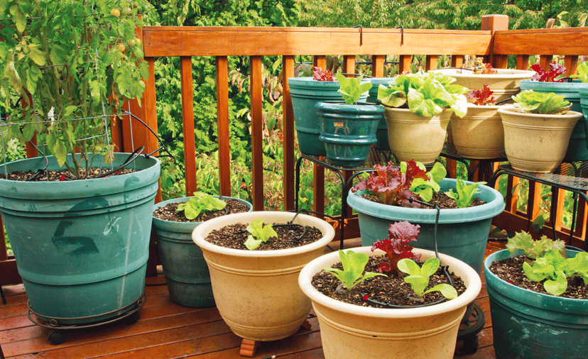 How to Start a Garden in a Small Space