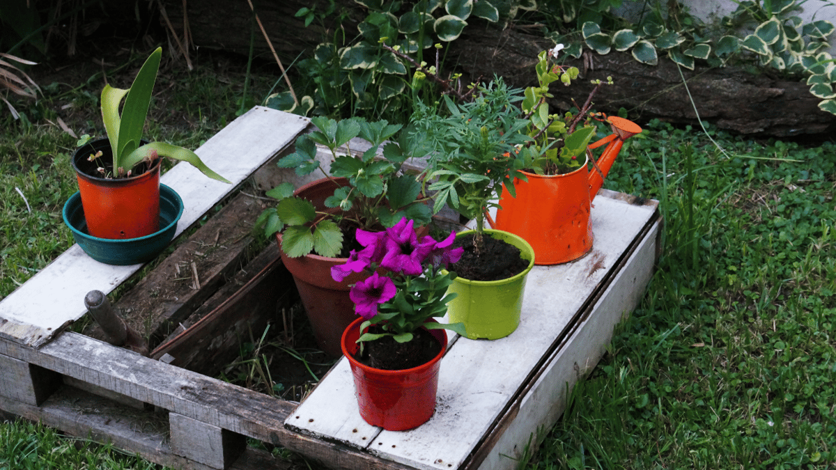 Live class on Choosing Plants for a Small Garden · GetSetUp