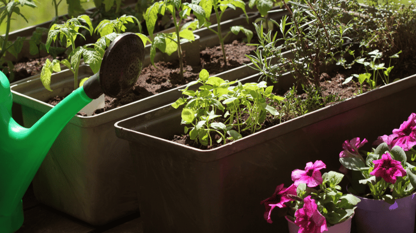 Container Gardening for Small Spaces
