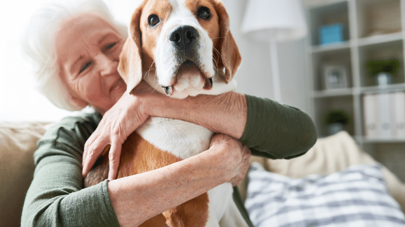 What You Need to Know about Pet Insurance