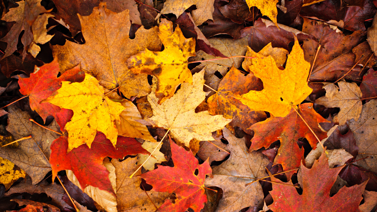 Let's Craft: Memory Making with Leaf Printing